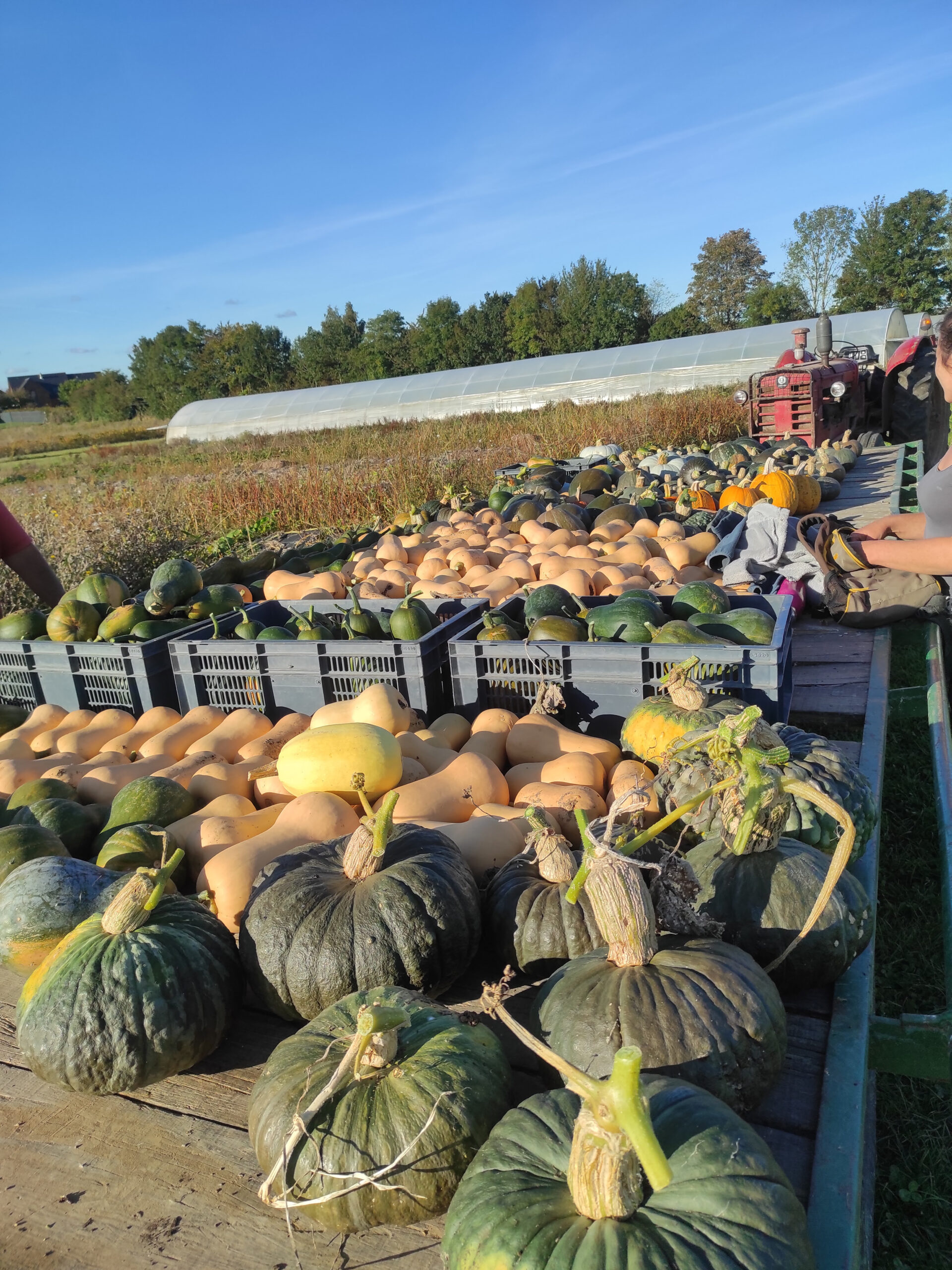 chantier courge