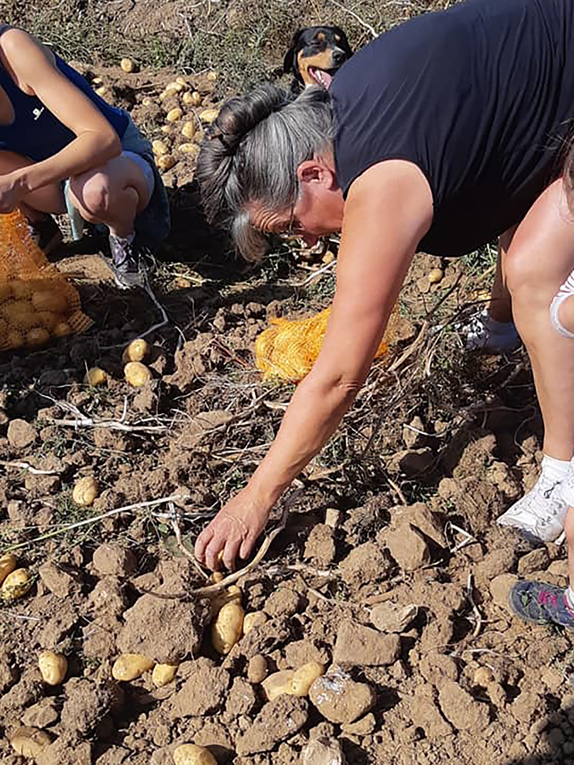 chantier patate